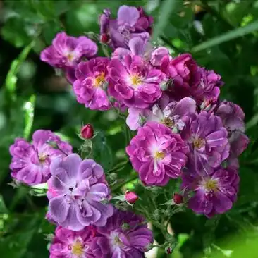 Rosa Purple Skyliner™ - violet - trandafiri târâtori și cățărători, Climber